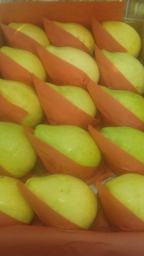 تصدير-جوافة-مصريه-طازجة-درجه-اولي-281x500